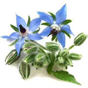 borage heirloom culinary herb seeds – borago officinalis – b15-40 seeds or 1 gram