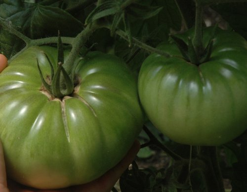 Aunt Ruby's German Green Tomato 65 Seeds-Garden Fresh!