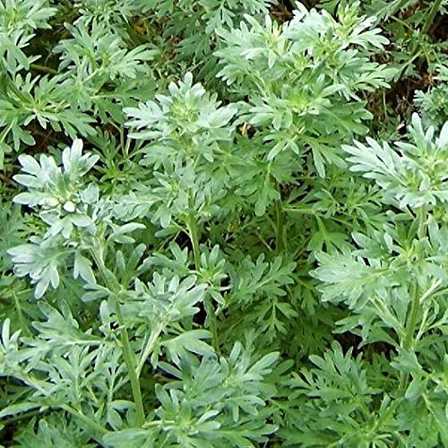 David's Garden Seeds Herb Wormwood Absinthe 4423 (Green) 100 Non-GMO, Heirloom Seeds