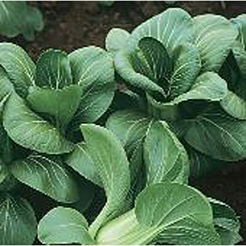 Mei Qing Choi Chinese Cabbage Seeds (20+ Seeds) | Non GMO | Vegetable Fruit Herb Flower Seeds for Planting | Home Garden Greenhouse Pack