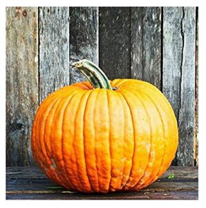 david’s garden seeds pumpkin connecticut field 8567 (orange) 50 non-gmo, heirloom seeds