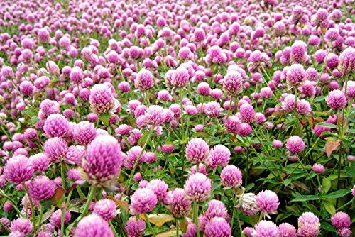 100+ Mix Globe Amaranth Gomfrena Pompom Flower Annual Outdoor Beautiful Garden