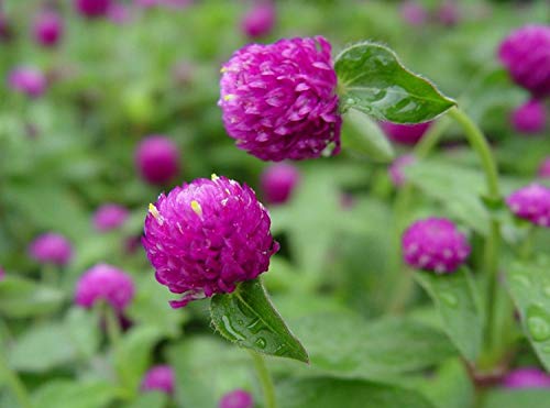 100+ Mix Globe Amaranth Gomfrena Pompom Flower Annual Outdoor Beautiful Garden