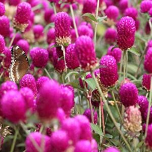 100+ Mix Globe Amaranth Gomfrena Pompom Flower Annual Outdoor Beautiful Garden