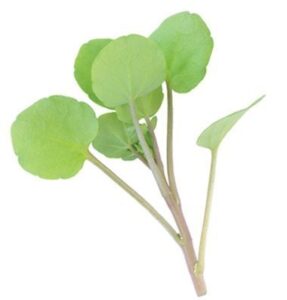 david’s garden seeds cress watercress fba-3848 (green) 200 non-gmo, heirloom seeds