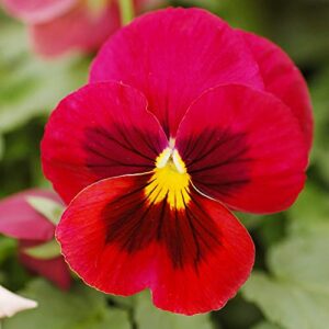 Pansy Seeds Viola Wittrockiana Perennial Fragrant Evergreen Deer Resistant Bed Border Edging Container Otdoor 250Pcs Mixed Colors Flower Seeds by YEGAOL Garden