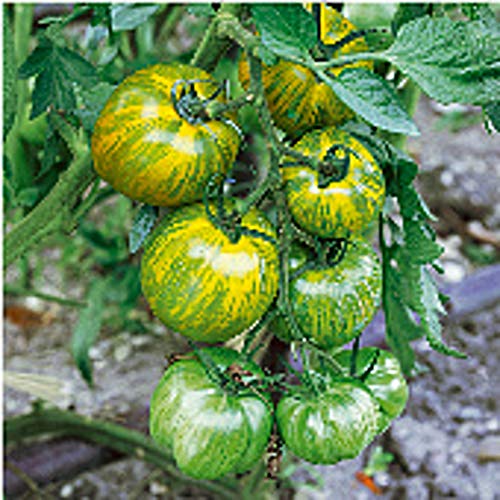 Green Zebra Tomato Seeds (20+ Seeds) | Non GMO | Vegetable Fruit Herb Flower Seeds for Planting | Home Garden Greenhouse Pack