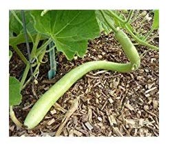 david’s garden seeds gourd cucuzzi edible 8874 (green) 25 non-gmo, heirloom seeds