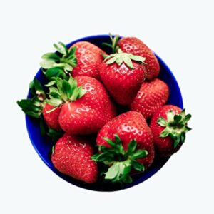 homegrown garden strawberry seeds, 275 seeds, seed saving, strawberry eversweet