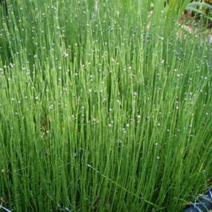 Dwarf Horsetail Rush Bog Pond Plant by AquaLeaf Aquatics - Easy Marginal Pond Plant