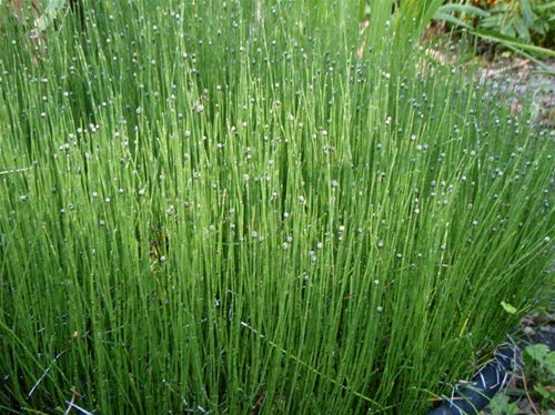 Dwarf Horsetail Rush Bog Pond Plant by AquaLeaf Aquatics - Easy Marginal Pond Plant