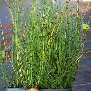 Dwarf Horsetail Rush Bog Pond Plant by AquaLeaf Aquatics - Easy Marginal Pond Plant