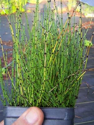 Dwarf Horsetail Rush Bog Pond Plant by AquaLeaf Aquatics - Easy Marginal Pond Plant