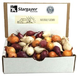 mixed red, white and yellow onion sets 8 oz | naturally grown non-gmo bulbs – easy to grow onion assortment