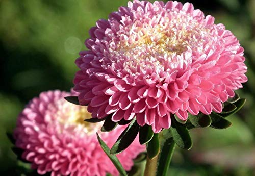 50+ Aster Pompon Flowers Mix Seeds Tall Callistephus chinensis Outdoor Annual Garden