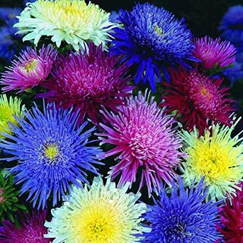 50+ Aster Pompon Flowers Mix Seeds Tall Callistephus chinensis Outdoor Annual Garden