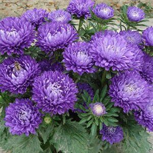 50+ Aster Pompon Flowers Mix Seeds Tall Callistephus chinensis Outdoor Annual Garden