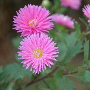 50+ Aster Pompon Flowers Mix Seeds Tall Callistephus chinensis Outdoor Annual Garden