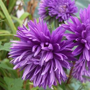 50+ Aster Pompon Flowers Mix Seeds Tall Callistephus chinensis Outdoor Annual Garden