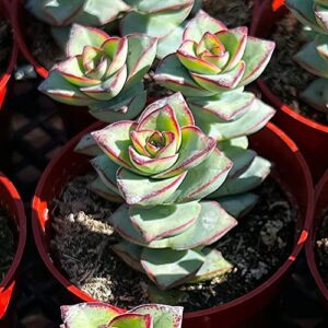 Crassula Perforata Subsp. Perforata Rooted Succulent Plant 2Inch Pot, Planting Ornaments Perennial Garden Simple to Grow Pots Gifts