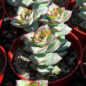 crassula perforata subsp. perforata rooted succulent plant 2inch pot, planting ornaments perennial garden simple to grow pots gifts