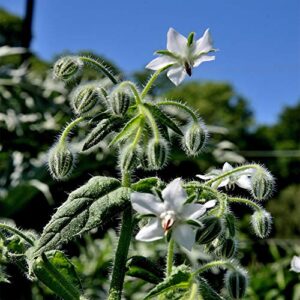 outsidepride borago officinalis white borage herb garden flowering plants great for bee pollination – 1000 seeds