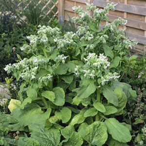 Outsidepride Borago Officinalis White Borage Herb Garden Flowering Plants Great for Bee Pollination - 1000 Seeds