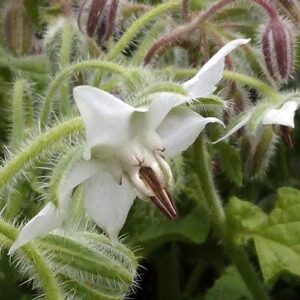 Outsidepride Borago Officinalis White Borage Herb Garden Flowering Plants Great for Bee Pollination - 1000 Seeds