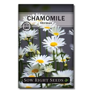 sow right seeds – german chamomile seeds for planting – non-gmo heirloom seeds; instructions to plant and grow an herbal tea garden, indoors or outdoor; great gardening gift. (1)