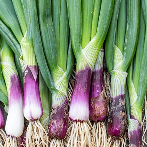 CHUXAY GARDEN Scarlet Bandit Bunching Onion 100 Seeds Purple Onion Vegetables Rare Special Flavor Seasoning Plant Grows in Garden and pots