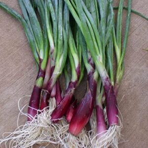 CHUXAY GARDEN Scarlet Bandit Bunching Onion 100 Seeds Purple Onion Vegetables Rare Special Flavor Seasoning Plant Grows in Garden and pots