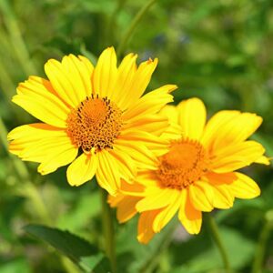 outsidepride perennial heliopsis summer sun garden cut flower – 2000 seeds