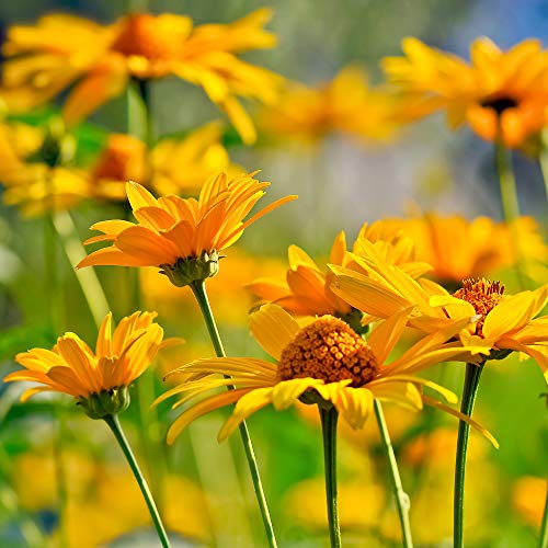 Outsidepride Perennial Heliopsis Summer Sun Garden Cut Flower - 2000 Seeds