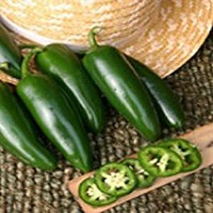 mammoth jalapeno hot peppers seeds (20+ seeds) | non gmo | vegetable fruit herb flower seeds for planting | home garden greenhouse pack