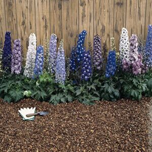 outsidepride delphinium magic fountains crystals garden cut flowers for vases, bouquets, arrangements – 100 seeds