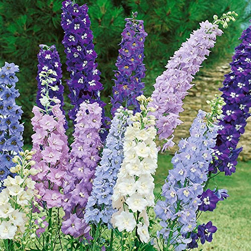 Outsidepride Delphinium Magic Fountains Crystals Garden Cut Flowers for Vases, Bouquets, Arrangements - 100 Seeds