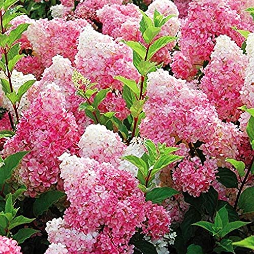 CHUXAY GARDEN Vanilla Strawberry Hydrangea-Hortensia Heart 50 Seeds Attract Butterflies Rare Plants