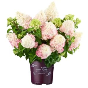 CHUXAY GARDEN Vanilla Strawberry Hydrangea-Hortensia Heart 50 Seeds Attract Butterflies Rare Plants