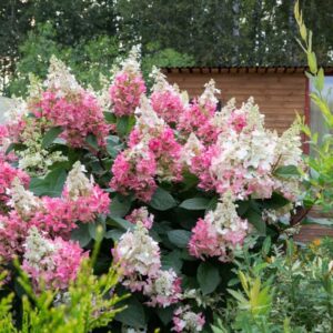 CHUXAY GARDEN Vanilla Strawberry Hydrangea-Hortensia Heart 50 Seeds Attract Butterflies Rare Plants
