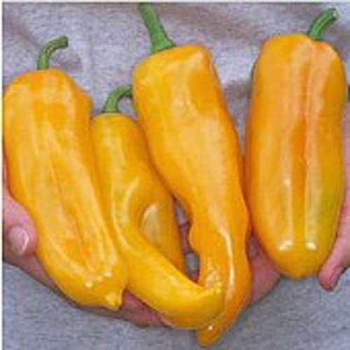 Marconi Sweet Peppers (Golden) Seeds (20+ Seeds) | Non GMO | Vegetable Fruit Herb Flower Seeds for Planting | Home Garden Greenhouse Pack