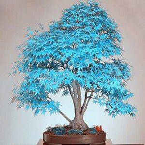 yegaol garden 50pcs blue japanese maple seeds non-gmo rare ornamental decor tree seeds bonsai container plant