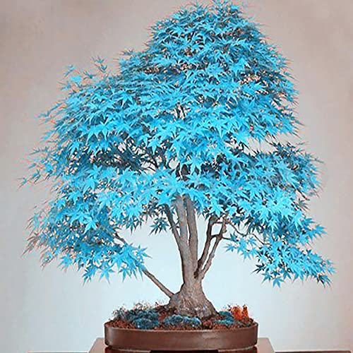 YEGAOL Garden 50Pcs Blue Japanese Maple Seeds Non-GMO Rare Ornamental Decor Tree Seeds Bonsai Container Plant