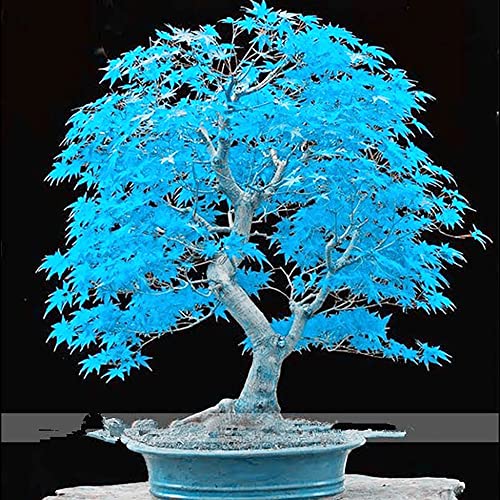 YEGAOL Garden 50Pcs Blue Japanese Maple Seeds Non-GMO Rare Ornamental Decor Tree Seeds Bonsai Container Plant