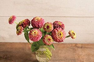 david’s garden seeds flower zinnia queeny lime red 5411 (red) 50 non-gmo, heirloom seeds