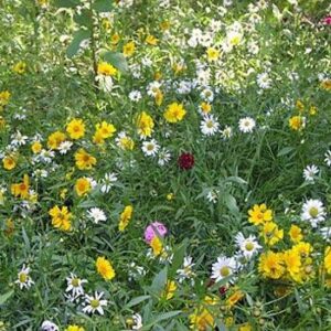 Outsidepride Rock Garden Perennial Wild Flowers - 5000 Seeds