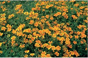 david’s garden seeds flower marigold tangerine gem 5552 (orange) 200 non-gmo, heirloom seeds