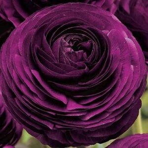 purple ranunculus bulbs persian buttercup – 4 bulbs – garden decoration cut flowers home decoration