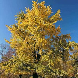 chuxay garden 5 seeds ginkgo biloba,maidenhair tree,fossil tree, icho beautiful deciduous trees stunning yellow color exotic charm long-live great for garden