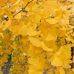 CHUXAY GARDEN 5 Seeds Ginkgo Biloba,Maidenhair Tree,Fossil Tree, Icho Beautiful Deciduous Trees Stunning Yellow Color Exotic Charm Long-Live Great for Garden