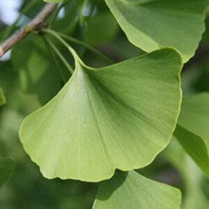 CHUXAY GARDEN 5 Seeds Ginkgo Biloba,Maidenhair Tree,Fossil Tree, Icho Beautiful Deciduous Trees Stunning Yellow Color Exotic Charm Long-Live Great for Garden